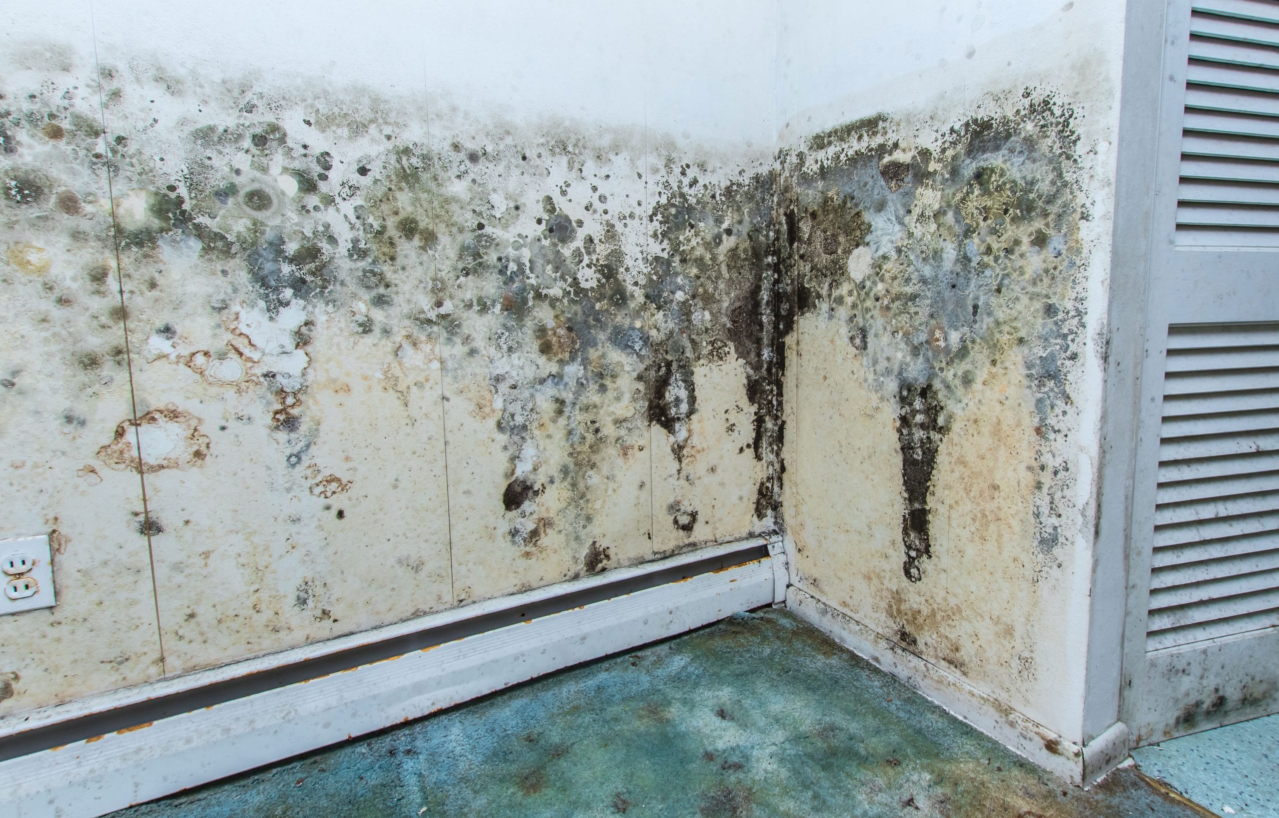 residential mold removal experts in Stuart